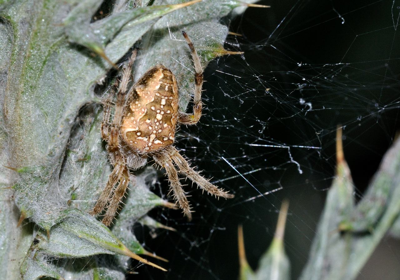 Araneus cf. diadematus (Araneidae).